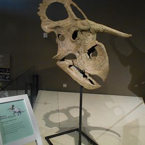 Utah's newest dinosaur