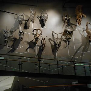 Ceratopsian phylogeny