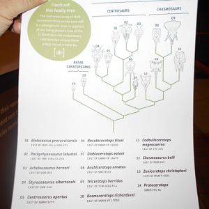 Ceratopsian phylogeny guide