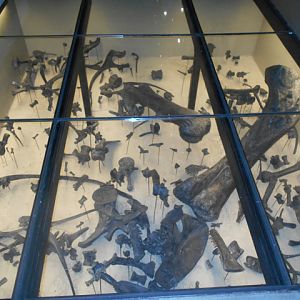 Dinosaur quarry under the floor