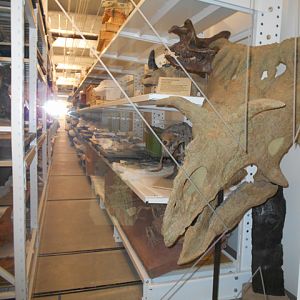 Museum storage visible to public