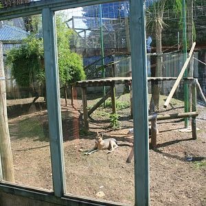 Brown_Lemurs_and_Mara_Enclosure