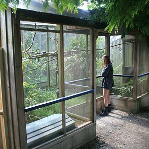 Common_Marmosent_and_Japanese_Quail