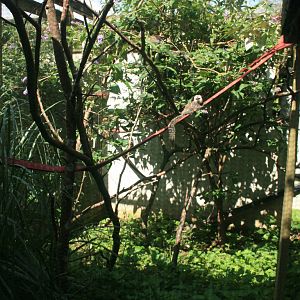 Common_Marmoset_Enclosure