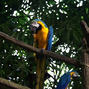 Randers Regnskov Tropical Zoo  - foto: M. Rawski & B. Kierończ