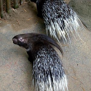 Randers Regnskov Tropical Zoo  - foto: M. Rawski & B. Kierończ
