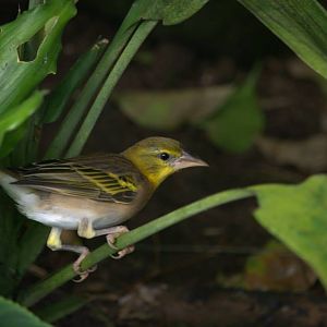 Randers Regnskov Tropical Zoo  - foto: M. Rawski & B. Kierończ