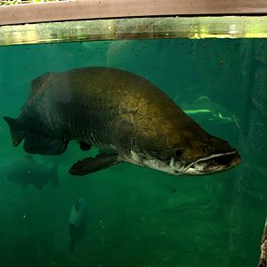 Randers Regnskov Tropical Zoo  - foto: M. Rawski & B. Kierończ