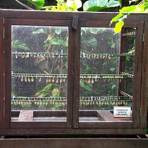 Randers Regnskov Tropical Zoo  - foto: M. Rawski & B. Kierończ
