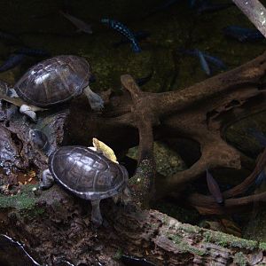 Randers Regnskov Tropical Zoo  - foto: M. Rawski & B. Kierończ