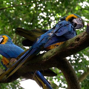 Randers Regnskov Tropical Zoo  - foto: M. Rawski & B. Kierończ