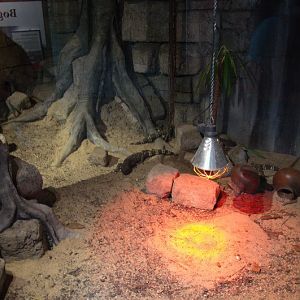 Randers Regnskov Tropical Zoo  - foto: M. Rawski & B. Kierończ