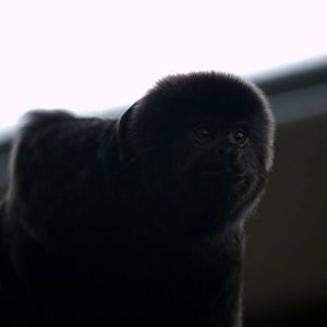 Randers Regnskov Tropical Zoo  - foto: M. Rawski & B. Kierończ