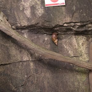 Randers Regnskov Tropical Zoo  - foto: M. Rawski & B. Kierończ