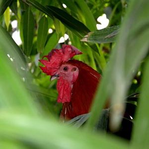 Randers Regnskov Tropical Zoo  - foto: M. Rawski & B. Kierończ