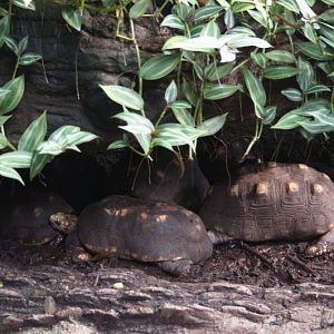 Randers Regnskov Tropical Zoo  - foto: M. Rawski & B. Kierończ