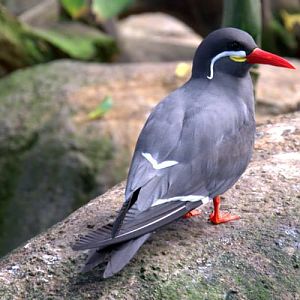 Randers Regnskov Tropical Zoo  - foto: M. Rawski & B. Kierończ