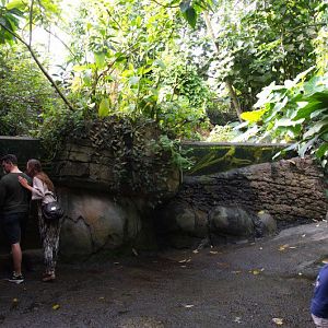 Randers Regnskov Tropical Zoo  - foto: M. Rawski & B. Kierończ