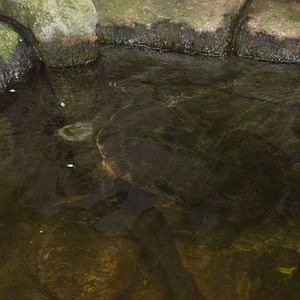 Randers Regnskov Tropical Zoo  - foto: M. Rawski & B. Kierończ