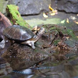 Randers Regnskov Tropical Zoo  - foto: M. Rawski & B. Kierończ