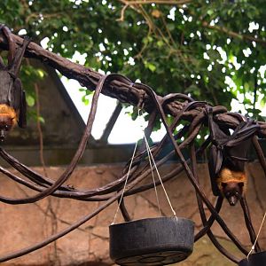 Randers Regnskov Tropical Zoo  - foto: M. Rawski & B. Kierończ