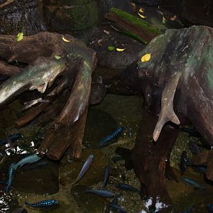 Randers Regnskov Tropical Zoo  - foto: M. Rawski & B. Kierończ