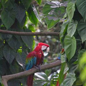 Randers Regnskov Tropical Zoo  - foto: M. Rawski & B. Kierończ