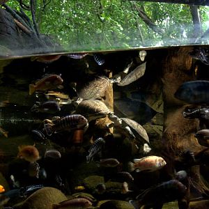 Randers Regnskov Tropical Zoo  - foto: M. Rawski & B. Kierończ