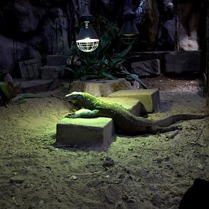 Randers Regnskov Tropical Zoo  - foto: M. Rawski & B. Kierończ