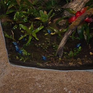 Randers Regnskov Tropical Zoo  - foto: M. Rawski & B. Kierończ