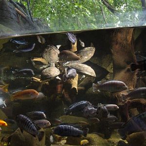 Randers Regnskov Tropical Zoo  - foto: M. Rawski & B. Kierończ