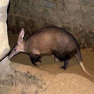 Randers Regnskov Tropical Zoo  - foto: M. Rawski & B. Kierończ