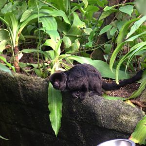 Randers Regnskov Tropical Zoo  - foto: M. Rawski & B. Kierończ