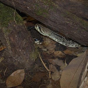 Randers Regnskov Tropical Zoo  - foto: M. Rawski & B. Kierończ