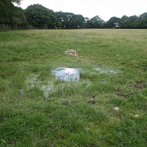African_PLains_Watering_Hole