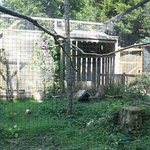 Bengal_owl_Enclosures_1_