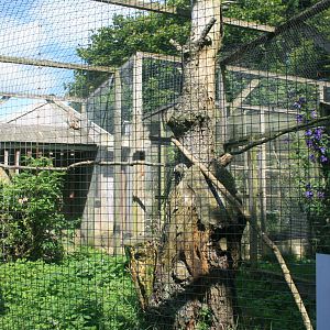 Bengal_owl_Enclosures_2_