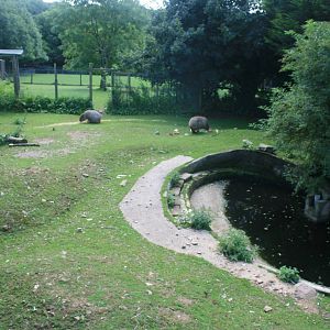 Capybara_Domestic_Duck_and_Goose