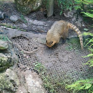 Coati_Digging_in_Mesh