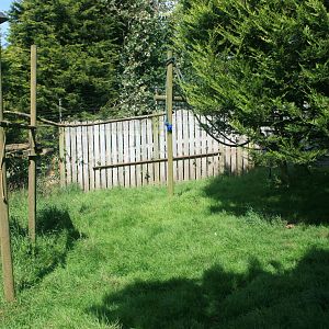 Helmeted_GuineaFowl_Sebright_cockerels_Ring-tailed_Lemur_Goup_and_Muntjac_D