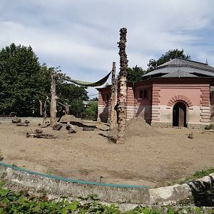 Paddock of Elephas maximus