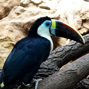 Ramphastos tucanus