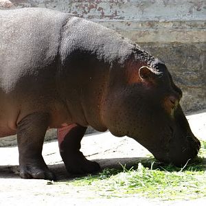 Hippopotamus amphibius