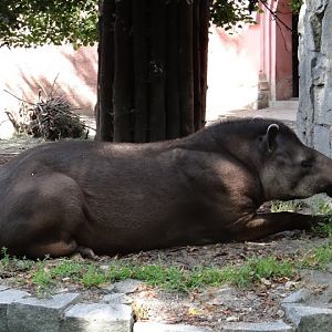 Tapirus terrestris
