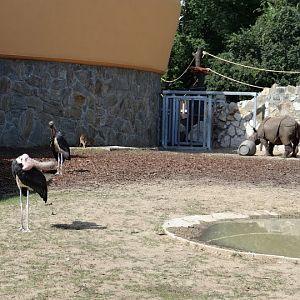 Rhinoceros unicornis/Leptoptilos crumeniferus