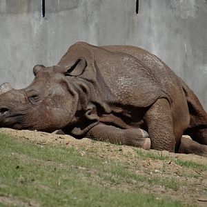 Rhinoceros unicornis