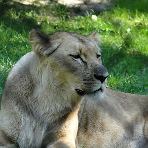 Panthera leo bleyenberghi