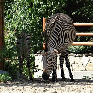 Equus zebra hartmmanae