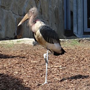 Leptoptilos crumeniferus