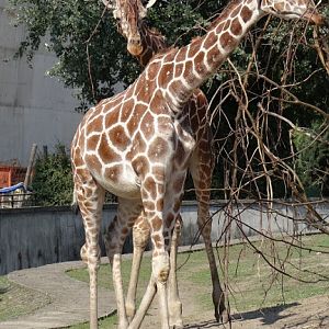 Giraffa camelopardalis reticulata
